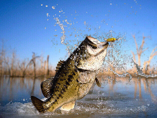 Species Spotlight: Largemouth Bass, North America's Favorite
