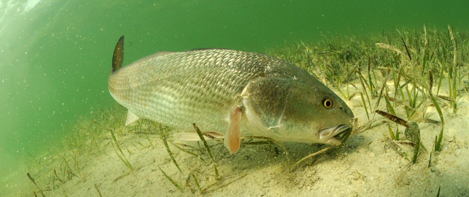 Redfish 101: Shore Fishing Made Simple