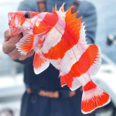 Species Spotlight: California Winter Time Rockfish