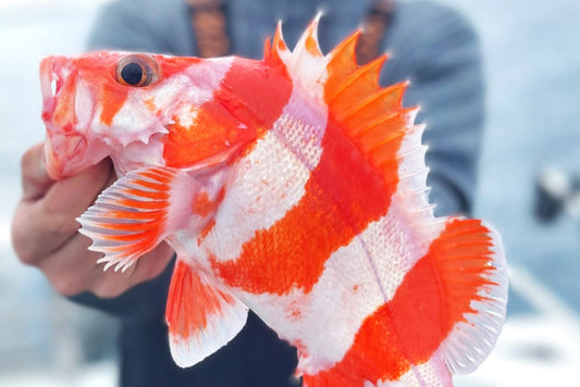 Species Spotlight: California Winter Time Rockfish