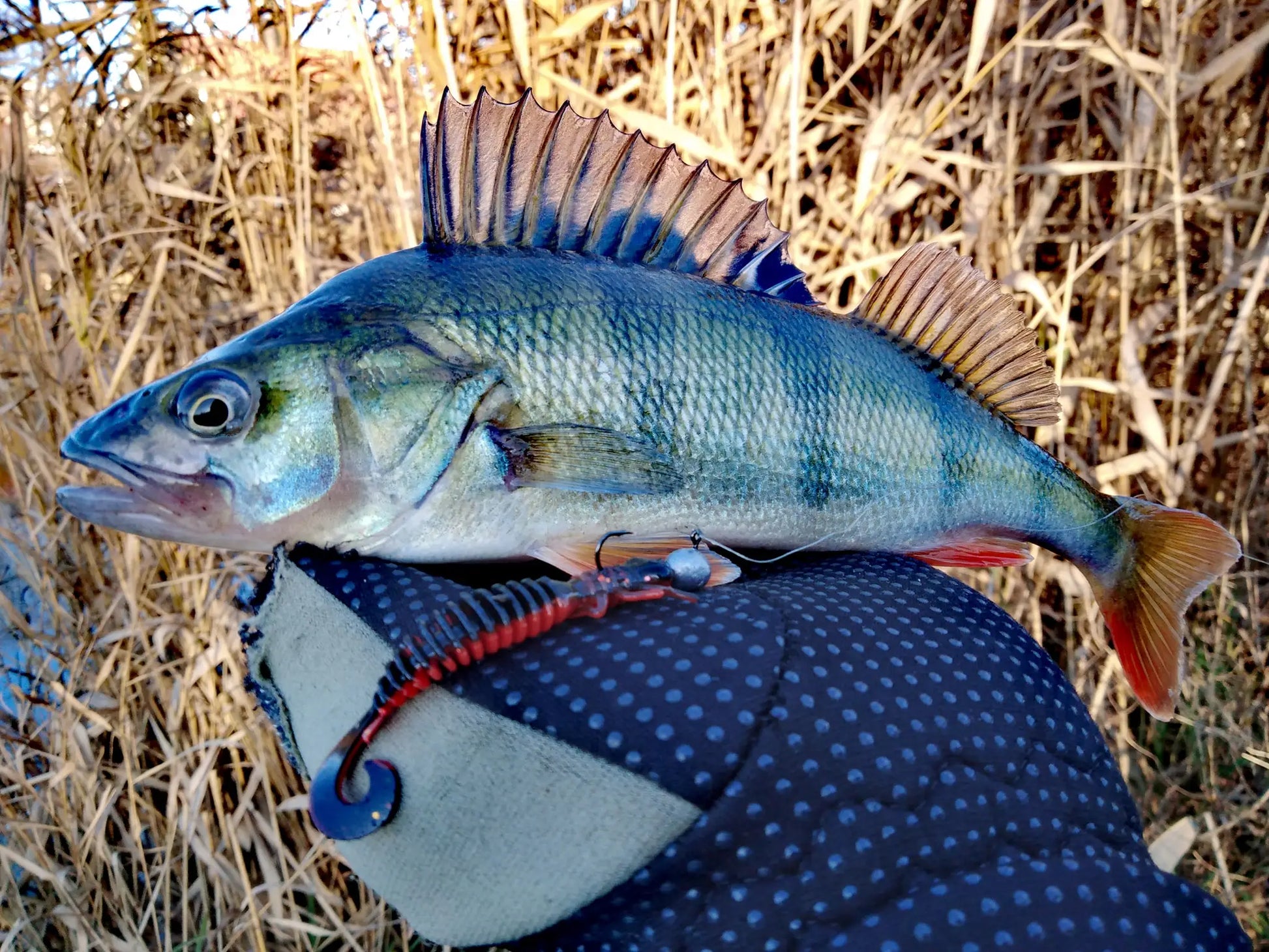 Larvae Curly Tail (Various Sizes) - Duke's Fishing Supply