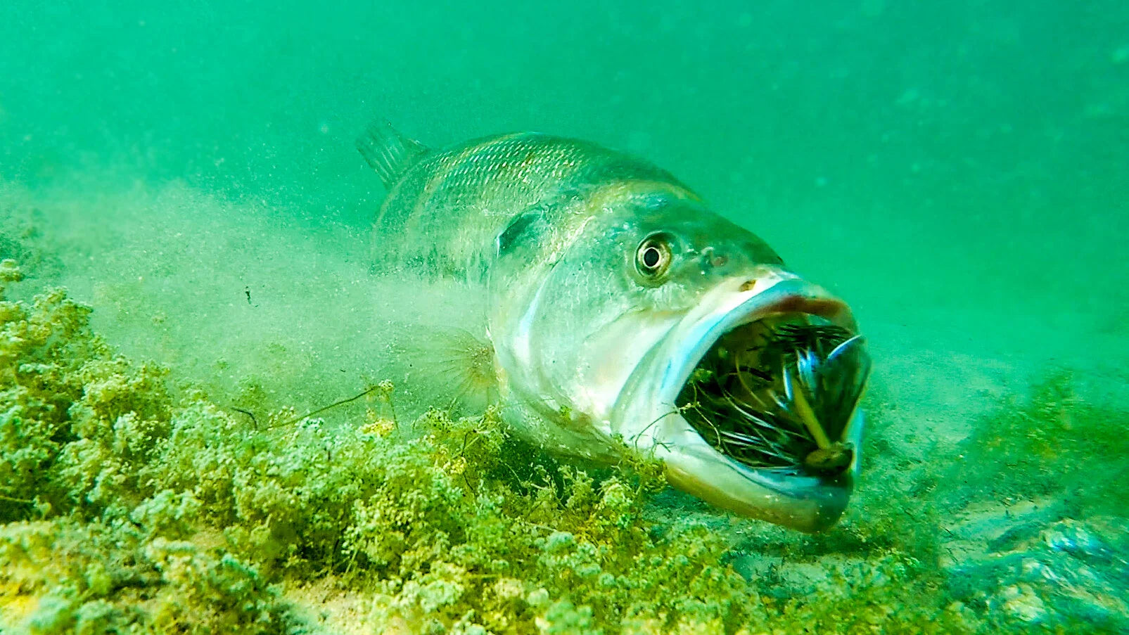 Winter Bass Bundle - Duke's Fishing Supply